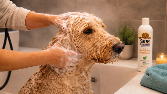 A Goldendoodle being calmly lathered with 4-in-1 Rosemary Mint Shampoo during a gentle home bath — the right order for bathing a doodle without making mats worse.