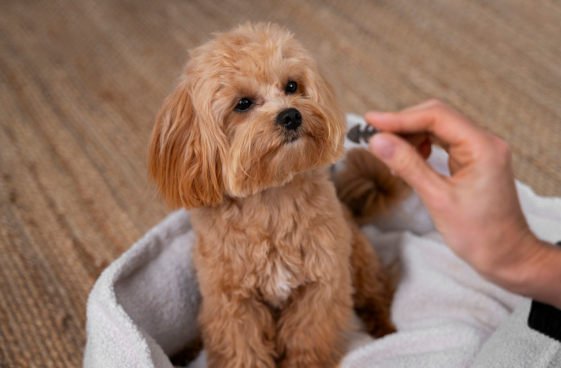 Skip The Groomer's home dog grooming starter kit — 4-in-1 Shampoo, Detangling Treatment, Emergency Dematter Cream, Pin Brush, Slicker Brush, and Rake Brush arranged on a warm wood surface.