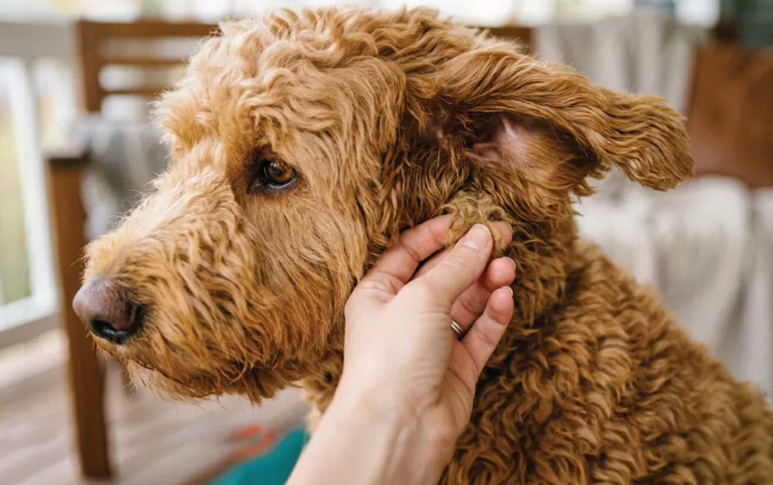 Close-up of a hand checking behind a reddish-tan Goldendoodle's ear for tangles — the three-tier check that distinguishes a tangle, a mat, and felting.