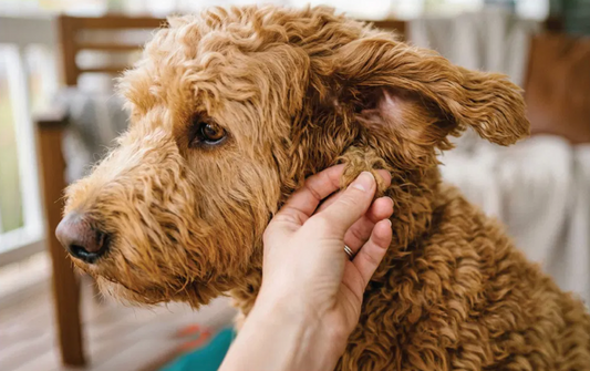 Close-up of a hand checking behind a reddish-tan Goldendoodle's ear for tangles — the three-tier check that distinguishes a tangle, a mat, and felting.