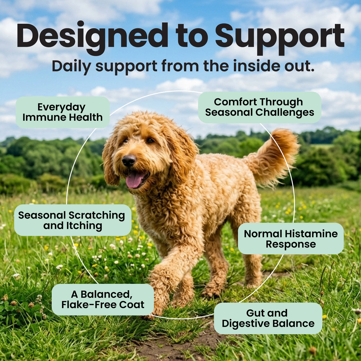Allergy & Itch Relief - Dog Allergy Chews with Quercetin