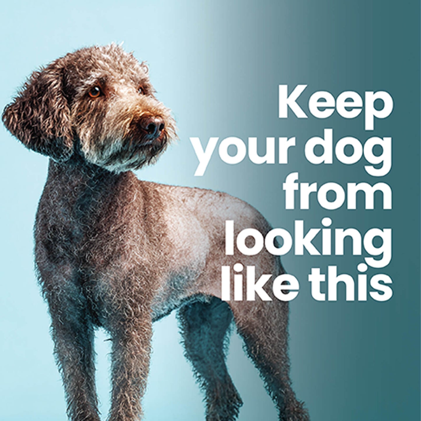 Save the Shave Bundle