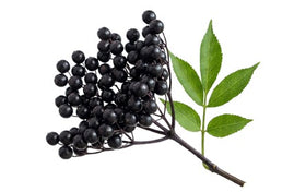 Elderberry icon