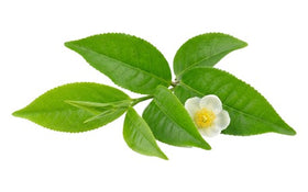 L-Theanine icon