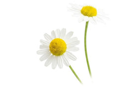Chamomile icon