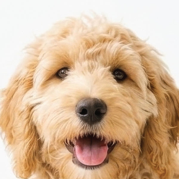 Close-up of a goldendoodle's face