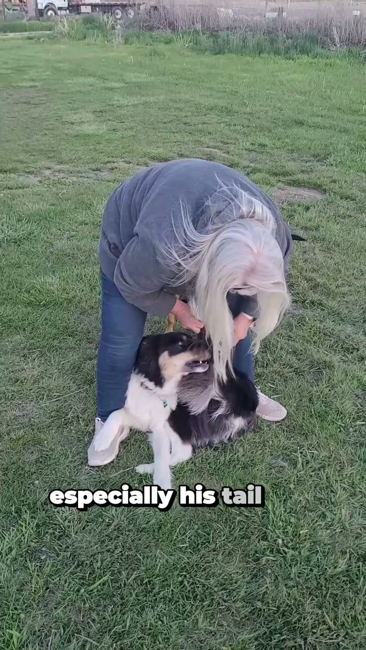 Brushing him is so much easier.